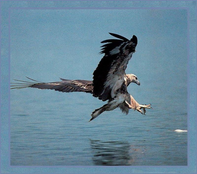 HW - Sea Eagle jt.jpg