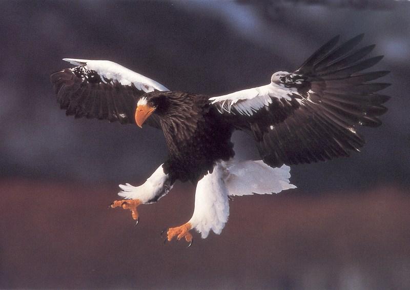 jrw 020 Steller s sea eagle.jpg