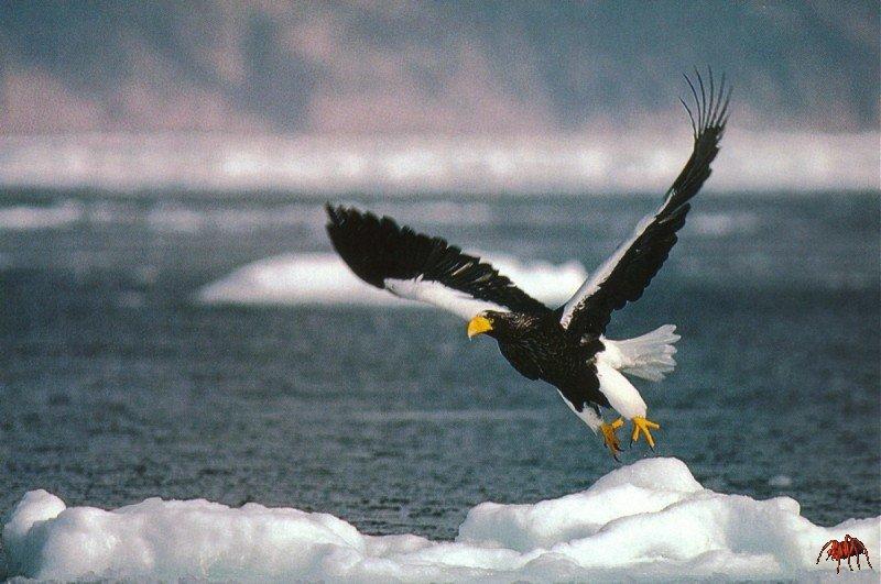 steller s sea eagle.jpg