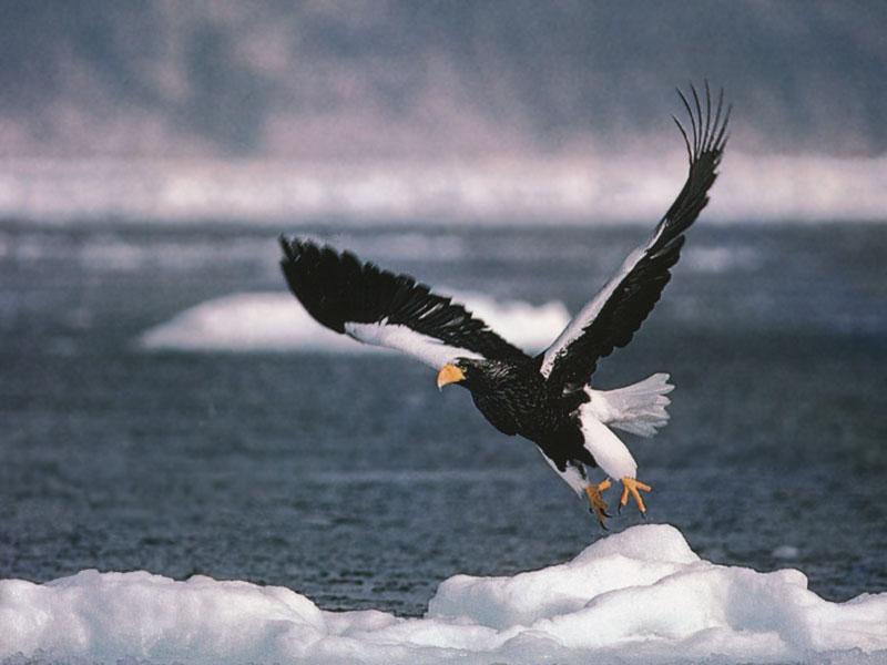 Stellers Sea Eagle Russia-In Flight.jpg