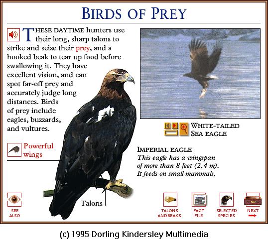 DKMMNature-Bird Of Prey-Imperial Eagle-and-White-tailed Sea Eagle.gif