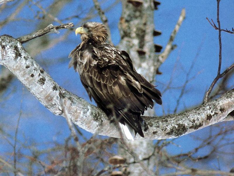 White-tailed Eagle 00-On branch-Behind view.jpg