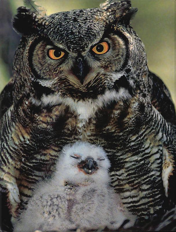 pr-jb043 Great Horned Owl.jpg