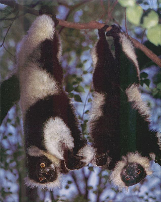 pr-jb050 Black-and-white Ruffed Lemurs-pair.jpg