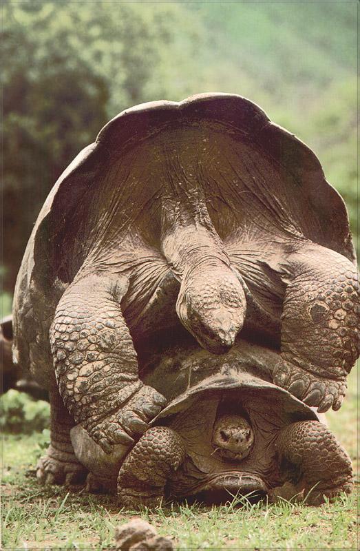 pr-jb071 Galapagos Tortoise.jpg
