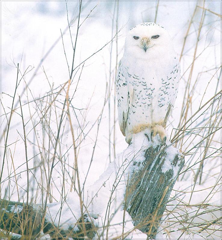 pr-jb076 Snowy Owl.jpg