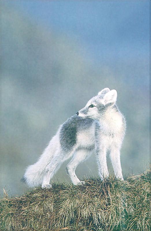 pr-jb077 Arctic fox.jpg