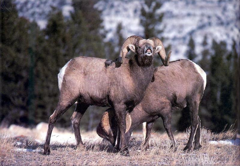 pr-jb094 Big-horn sheep-Bighorn Sheep-closeup.jpg