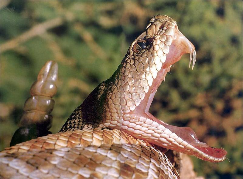 pr-jb102 Diamondback rattlesnake.jpg