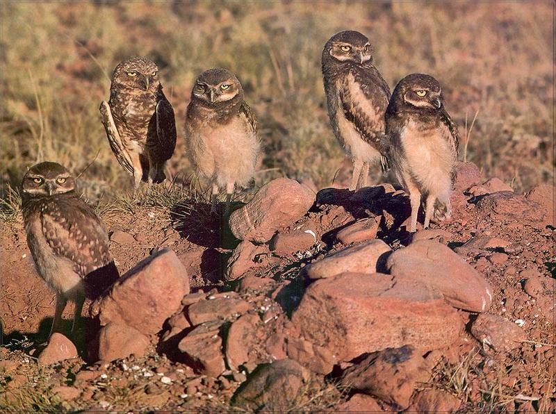pr-jb110 Burrowing Owls-family.jpg