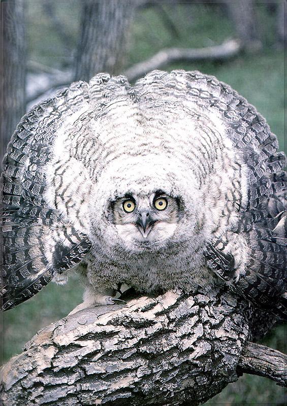pr-jb117 Great Horned Owl-juvenile.jpg