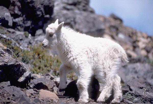 15590078-White Mountain Goat-Lamb.jpg