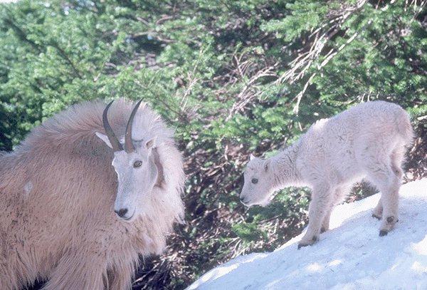 15590082-White Mountain Goats-Mom and Lamb.jpg