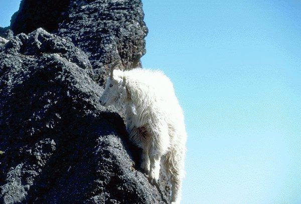 15590083-White Mountain Goat.jpg