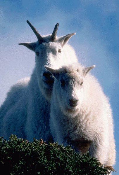 15590096-White Mountain Goats-Couple.jpg