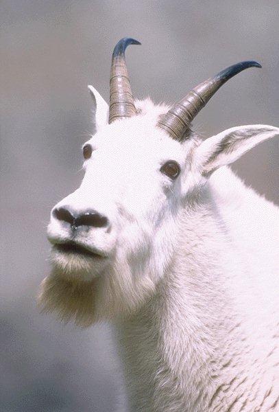 15590097-White Mountain Goat-Face Closeup.jpg