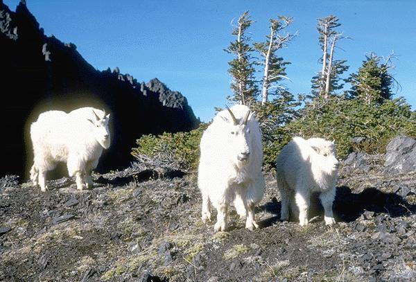 15590086-3 White Mountain Goats.jpg
