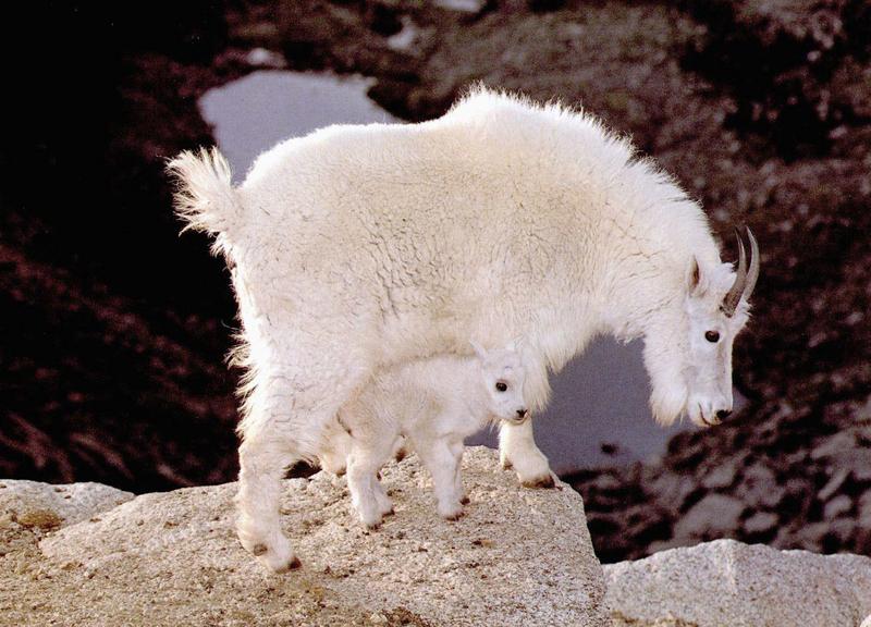 mtn-goat-White Mountain Goats.jpg