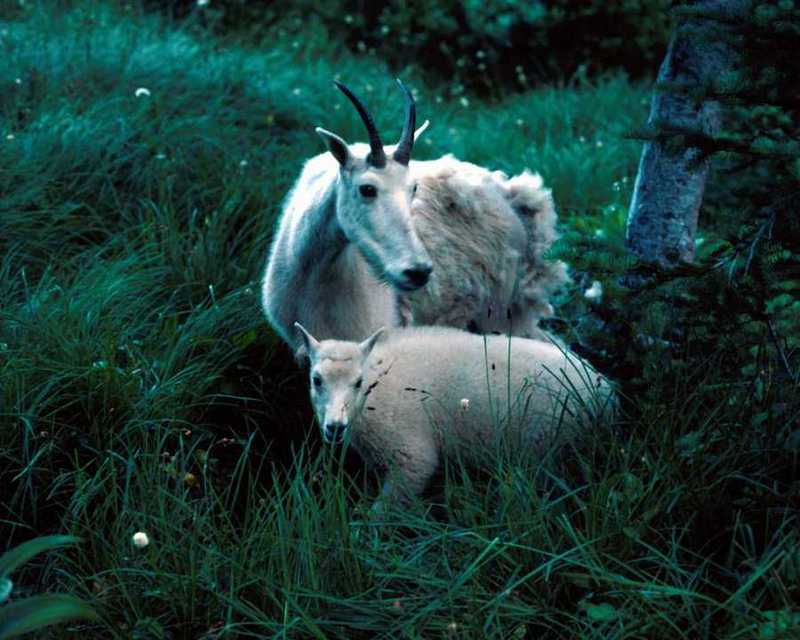 animalwild033-White Rocky Mountain Goats-Mom and baby.jpg