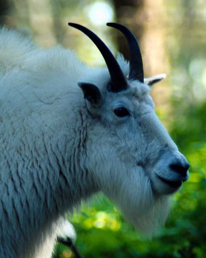 animalwild035-White Rocky Mountain Goat-Face Closeup.jpg