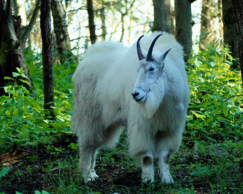animalwild037-White Rocky Mountain Goat-Standing in forest.jpg
