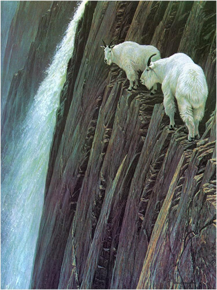 Bateman - Sheer Drop-Mountain Goats 1980 zw.jpg