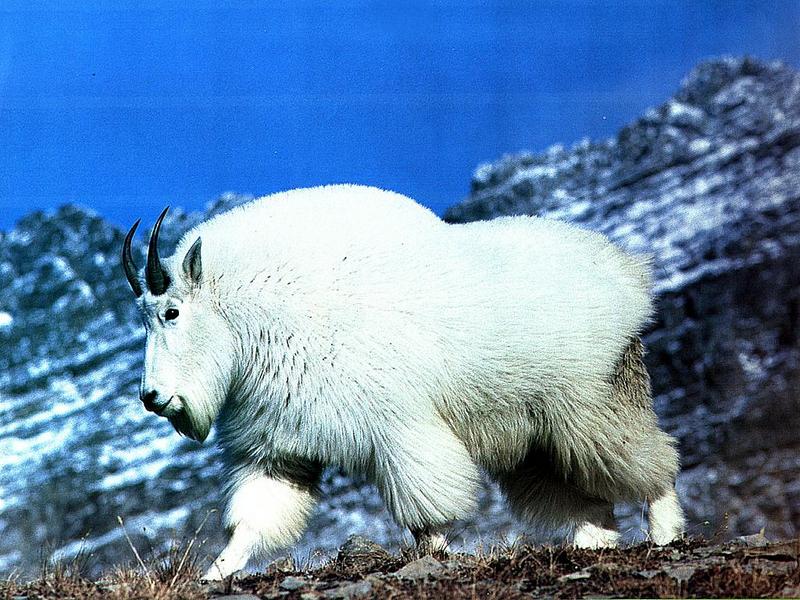 Ds-Animal 015 - Chevre De Montagne-Rocky Mountain Goat.jpg