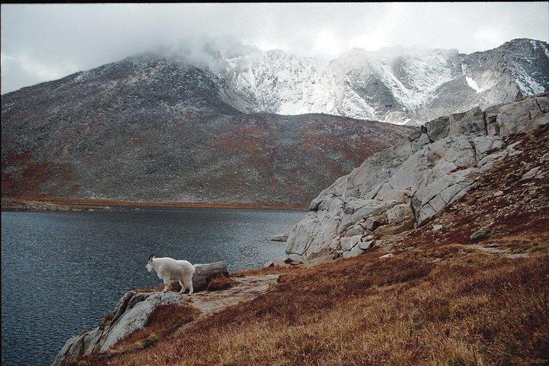 Rocky Mountain goat at Summit lake.jpg