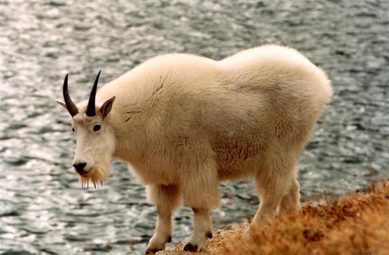 Rocky Mountain Goat-Oreamnos americanus 6-closeup on slope.jpg