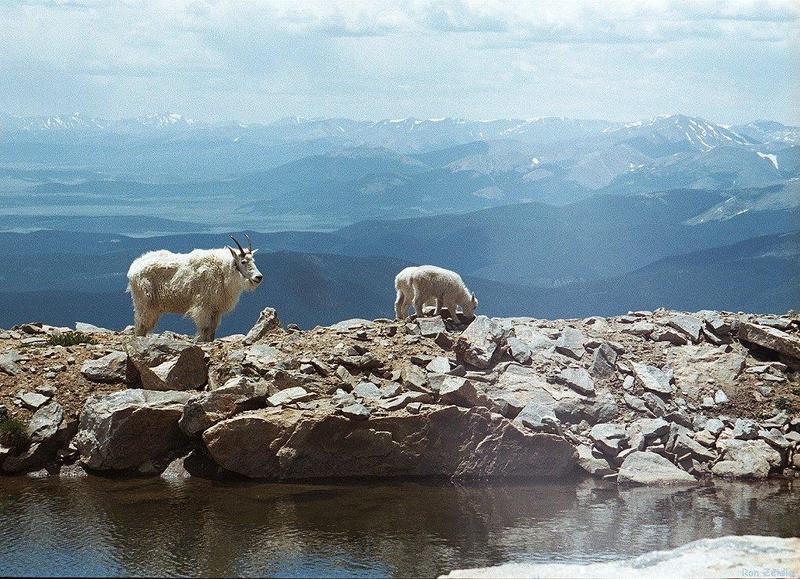 Rocky Mountain goats evans hps-near water.jpg