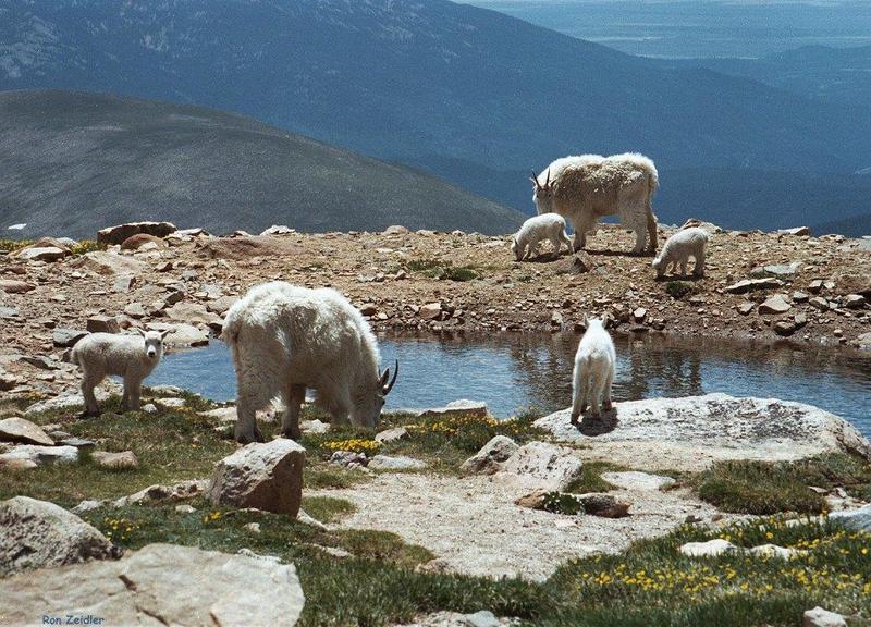 Rocky Mountain goats evans2 hp-near water.jpg