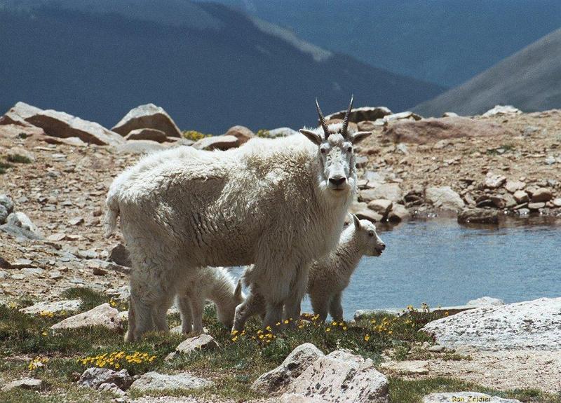 Rocky Mountain goats evans3 hp-near water.jpg