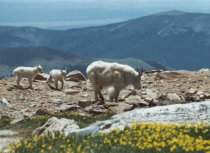Rocky Mountain goats evans4 hp-near water.jpg