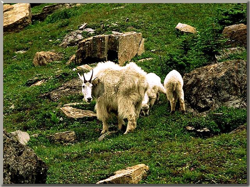 Rocky Mountain Goat AK094-Mom and lambs.jpg