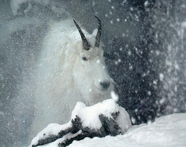 Rocky Mountain Goat-01-In Snow Storm.jpg