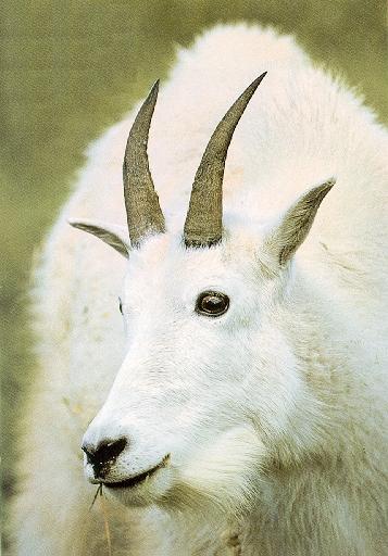 Rocky Mountain Goat-02-Face Closeup.jpg