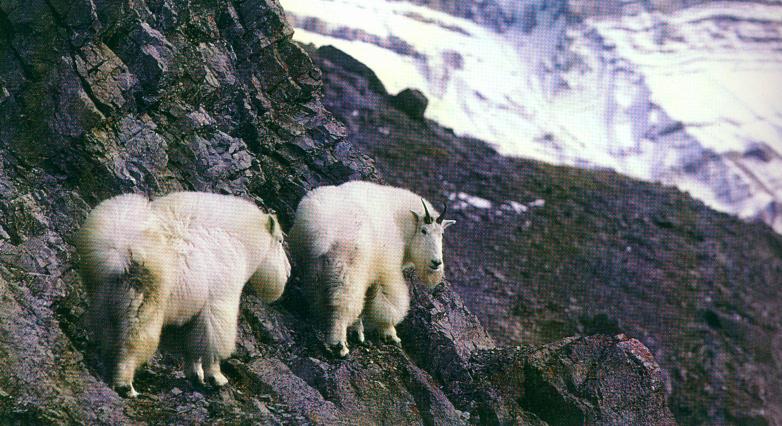 Rocky Mountain Goats.jpg