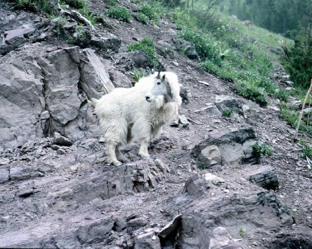 White Mountain Goat1-Climbing.jpg