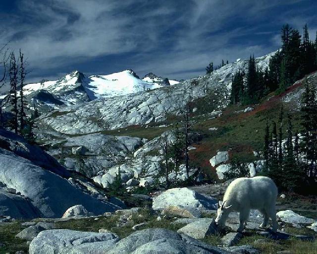 White Mountain Goat3-Rocky Landscape.jpg