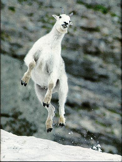 White Mountain Goat-Jumping On Snow.jpg