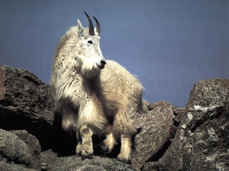 White Mountain Goat-Looking Back On Rocks.jpg