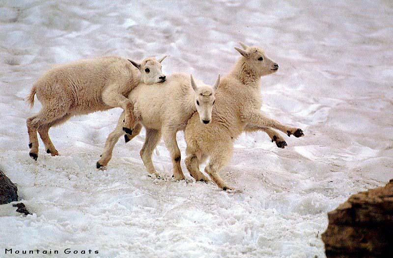 White Mountain Goats-3 Rompers On Snow.jpg