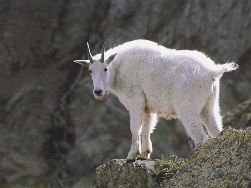 White Rocky Mountain Goat 34-Standing on rock.jpg