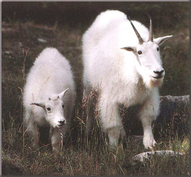 White Rocky Mountain Goat30-Mom and baby.jpg