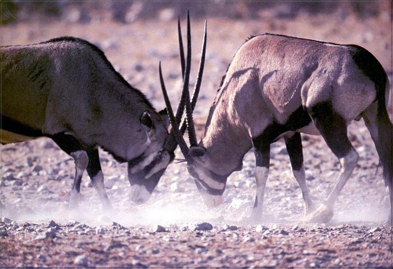 pr-jb120 Gemsbok Antelopes-fighting.jpg