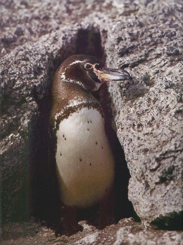pr-jb129 Galapagos Penguin-out of cave den.jpg