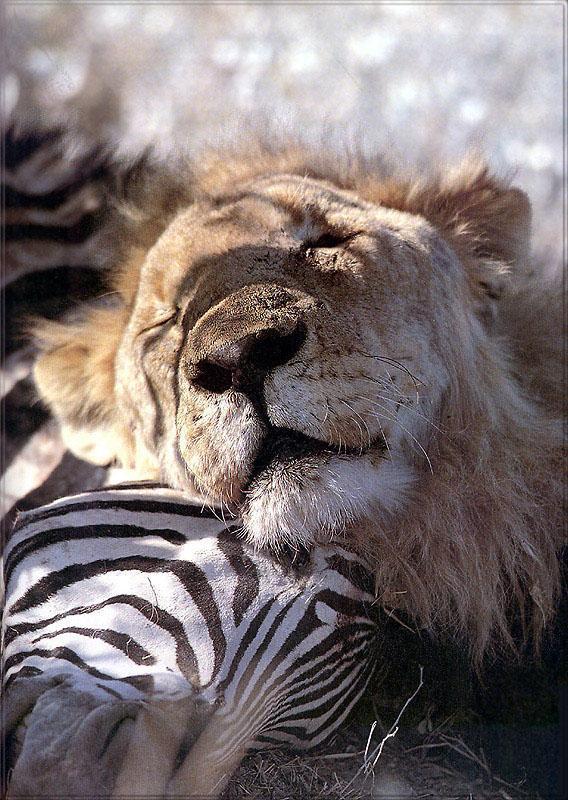 pr-jb131 African lion-resting.jpg