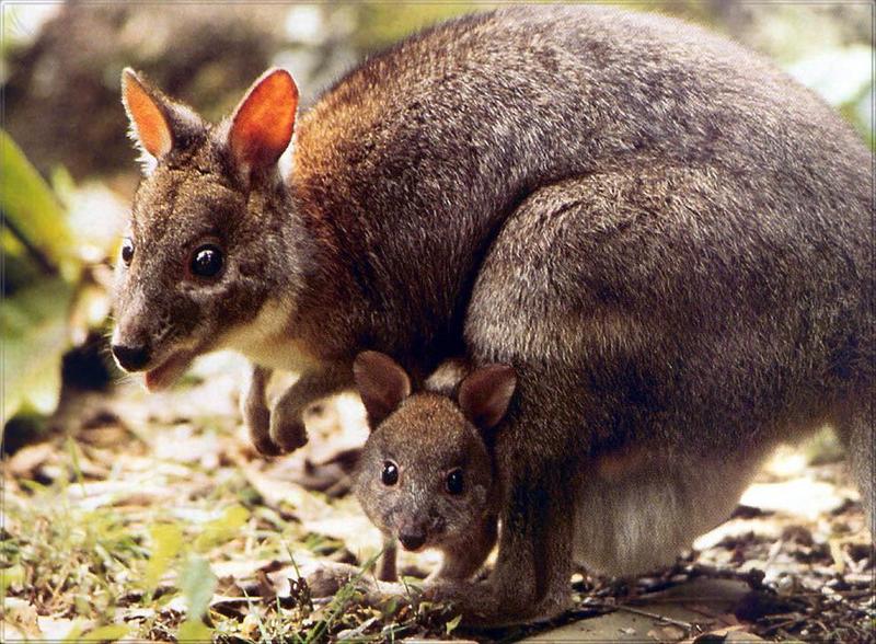 pr-jb132 Red-necked Pademelons-mom and baby.jpg