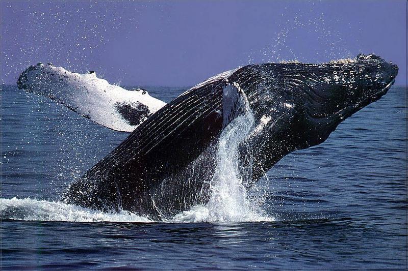 pr-jb134 Humpback Whale-back jumping.jpg