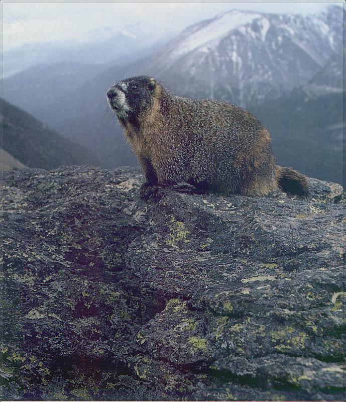 pr-jb136 Yellow-bellied marmot.jpg